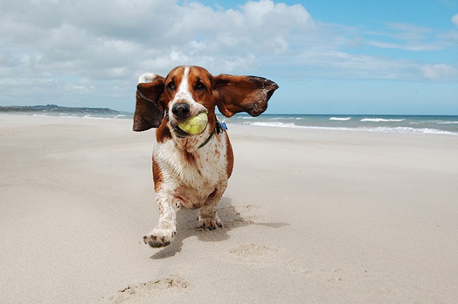 Basset hound running on beach